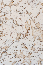 Noordwand Wandkurk kurk tegel Alaska 2095