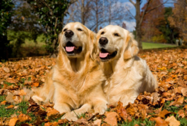 Papermoon Fotobehang Golden Retrievers