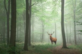 Papermoon Fotobehang Hert In Het Groene Bos