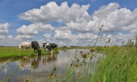 Noordwand Holland Fotobehang Koeien Langs De Sloot 2128