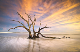 Papermoon Fotobehang Folly Beach Dode Boom