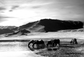 Papermoon Fotobehang Landschap Met Paarden Zwart-Wit