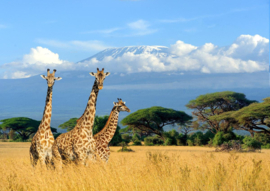 Papermoon Fotobehang Giraffen Op De Kilimanjaro