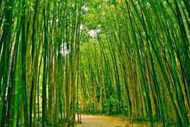 Papermoon Fotobehang Bamboo Forest 97046