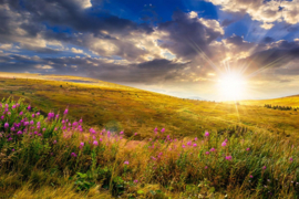 Papermoon Fotobehang Wilde Bloemen Berg Zonsondergang