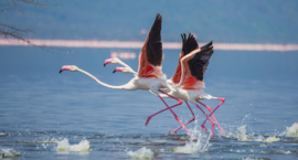 Papermoon Fotobehang Flamingo's Vertrekken