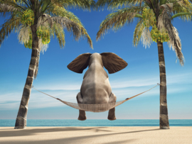 Papermoon Fotobehang Olifant Op Een Hangmat Op Het Strand