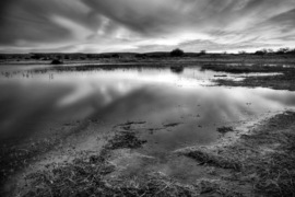 Papermoon Fotobehang Moeraslandschap Zwart-Wit