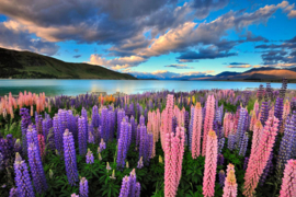 Papermoon Fotobehang Lake Tekapo Lupinen