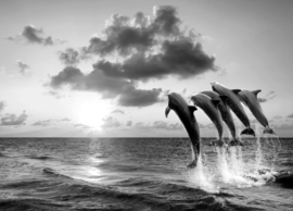 Papermoon Fotobehang Dolfijnen In Het Water Zwart-Wit