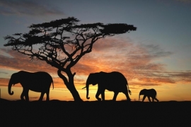 Dutch DigiWalls Fotobehang 70002 Olifant bij boom