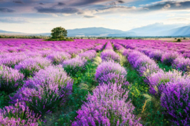 Papermoon Fotobehang Groot Lavendel Veld
