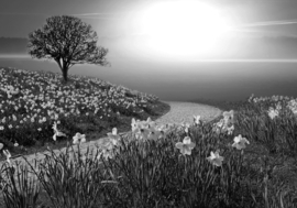 Papermoon Fotobehang Bloemen In De Natuur Zwart-Wit