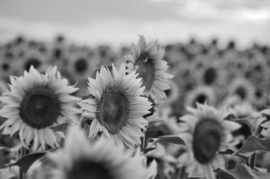 Papermoon Fotobehang Zonnebloemen Veld Zwart-Wit