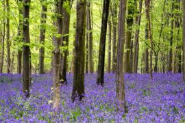 Papermoon Fotobehang Lavendel In Het Bos