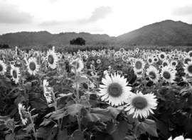 Papermoon Fotobehang Groot Zonnebloemen Veld Zwart-Wit
