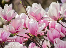 Papermoon Fotobehang Magnolia Bloemen