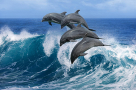 Papermoon Fotobehang Speelse Dolfijnen