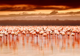 Papermoon Fotobehang Afrikaanse Flamingos