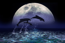 Papermoon Fotobehang Dolfijnen In De Nacht