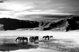 Papermoon Fotobehang Paarden Landschap Zwart-Wit