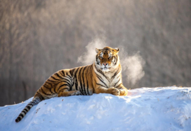 Papermoon Fotobehang Siberische Tijger In De Sneeuw