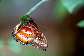 Papermoon Fotobehang Vlinder