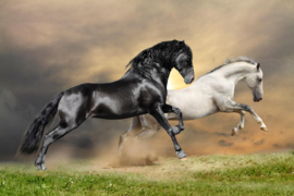 Papermoon Fotobehang Zwart-Wit Paarden