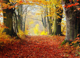 Papermoon Fotobehang Herfst Bospad