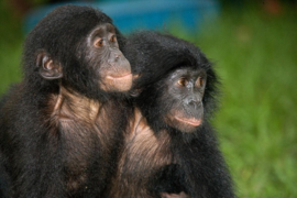 Papermoon Fotobehang Baby Bonobo's