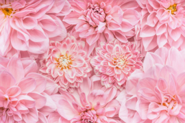 Papermoon Fotobehang Roze Bloemen Met Gele Kern