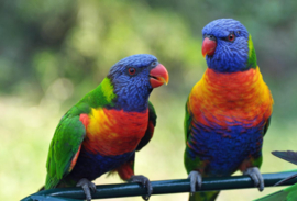 Papermoon Fotobehang Regenboog Lorikeets Vogels