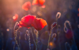 Papermoon Fotobehang  Rode Papaver