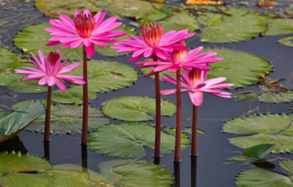 Papermoon Fotobehang Roze Lotus In Het Water