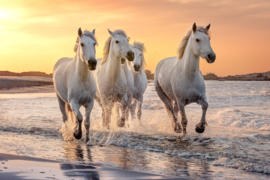 Papermoon Fotobehang Witte Paarden In Het Water