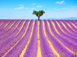 Papermoon Fotobehang Lavendel In De Provence