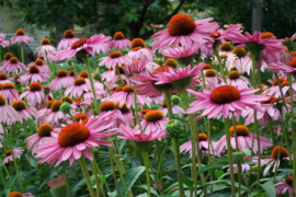 Papermoon Fotobehang Roze Zomer Bloemen