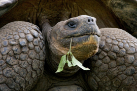 Papermoon Fotobehang Reuzenschildpad Portret