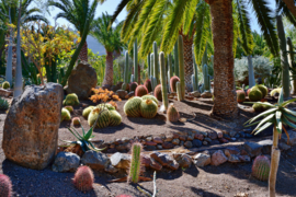 Papermoon Fotobehang Cactussen En Palmbomen