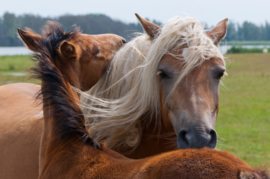 Papermoon Fotobehang Paarden In De Wei