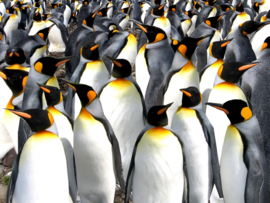 Papermoon Fotobehang Pinguïns