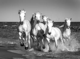 Papermoon Fotobehang Paarden Op Het Strand Zwart-Wit