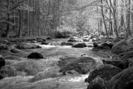 Papermoon Fotobehang Rivier In Het Bos Zwart-Wit