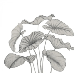 Casadeco Wonderwalls 3 behang Alocasia Noir Fusain S WDWT 202229240 NW