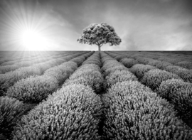 Papermoon Fotobehang Boom In Het Open Veld Zwart-Wit