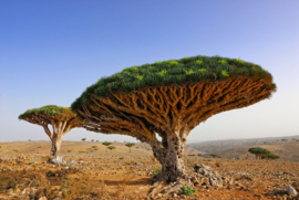 Papermoon Fotobehang Bomen In Woestijnlandschap