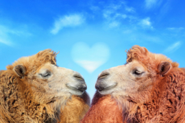 Papermoon Fotobehang Kamelen Verliefd