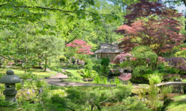 Noordwand Holland Fotobehang Japanse Tuin 9758