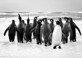 Papermoon Fotobehang Pinguïns Zwart-Wit