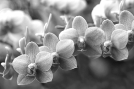 Papermoon Fotobehang Bloemen Zwart & Wit